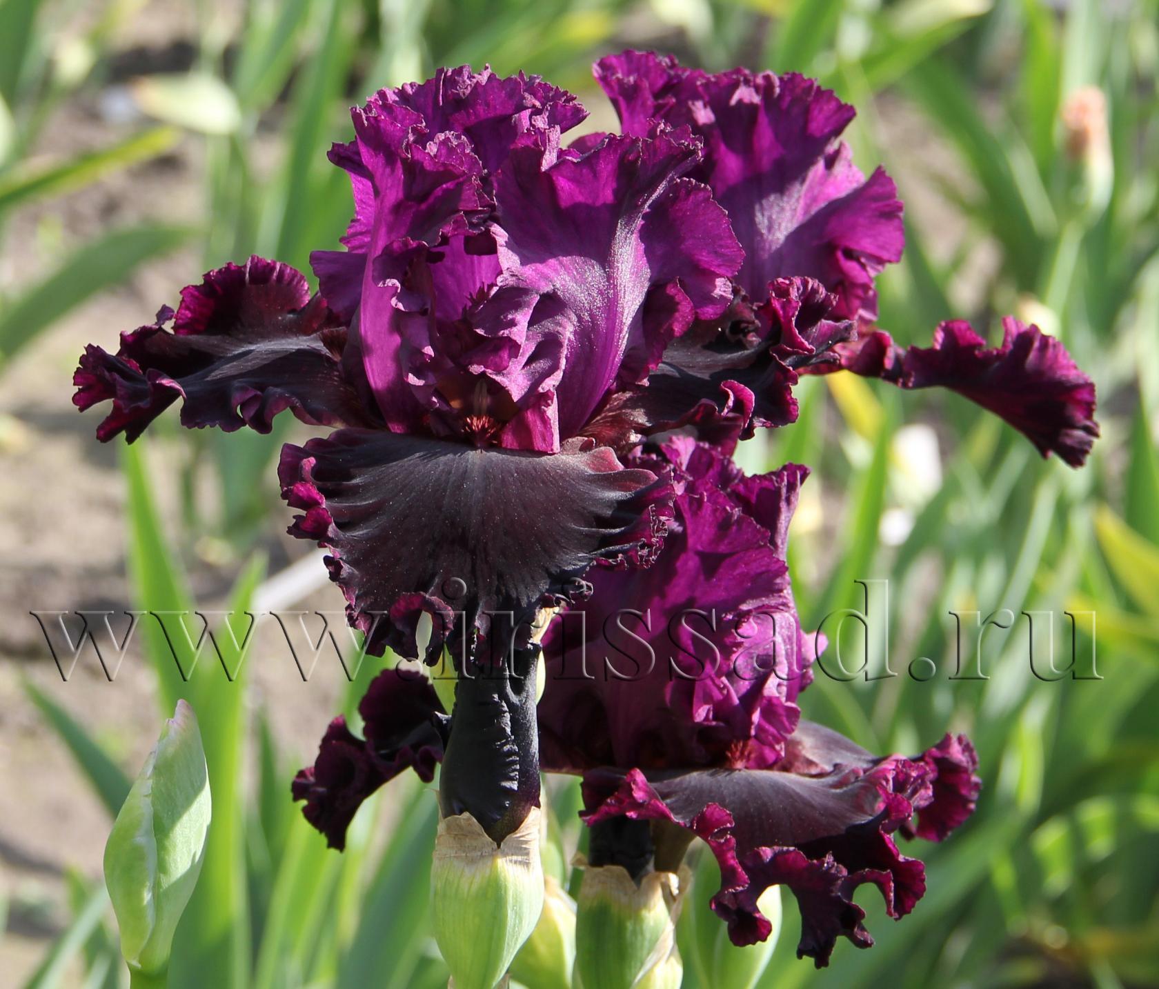 RUBY  ROYAL