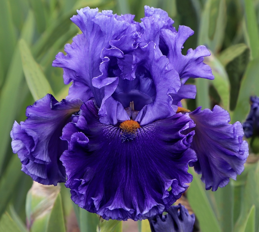PRESBY ROYAL JUBILEE (Paul Black 26)