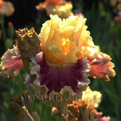 DRESSED TO THE NINES 