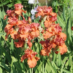 FLAME AMBER (Keppel *2009*)