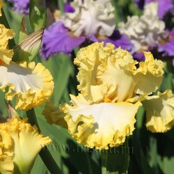 LIQUID SUNSHINE (Blyth *2012*)