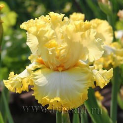 LIQUID SUNSHINE (Blyth *2012*)