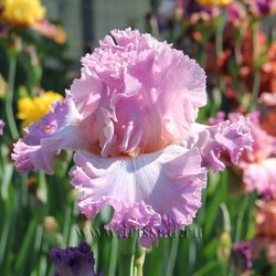 VIENNA WALTZ (Keppel *2000*)