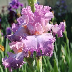 VIENNA WALTZ (Keppel *2000*)