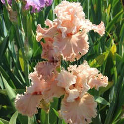 WIND BENEATH MY WINGS