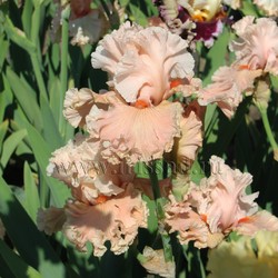 WIND BENEATH MY WINGS