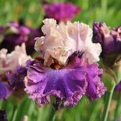 DANCE  A  DANCE 	(Blyth *11*)