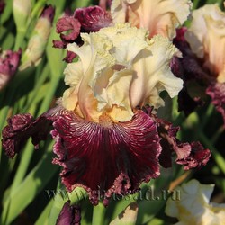 PALACE TREASURE	(Blyth *10*)