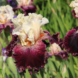 PALACE TREASURE	(Blyth *10*)