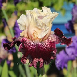 PALACE TREASURE	(Blyth *10*)