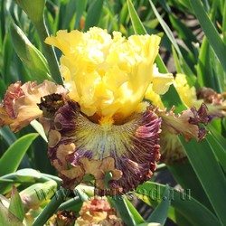 THAT’S ENTERTAINMENT 