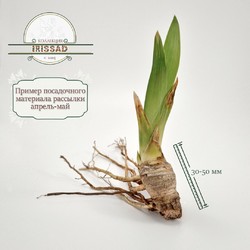 REPERTOIRE	( T. Johnson  *11*)   