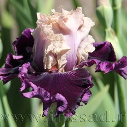 VIKING DANCER	(Blyth *06*)