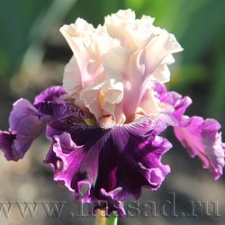 VIKING DANCER	(Blyth *06*)