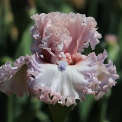 IN FULL VIEW