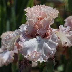IN FULL VIEW